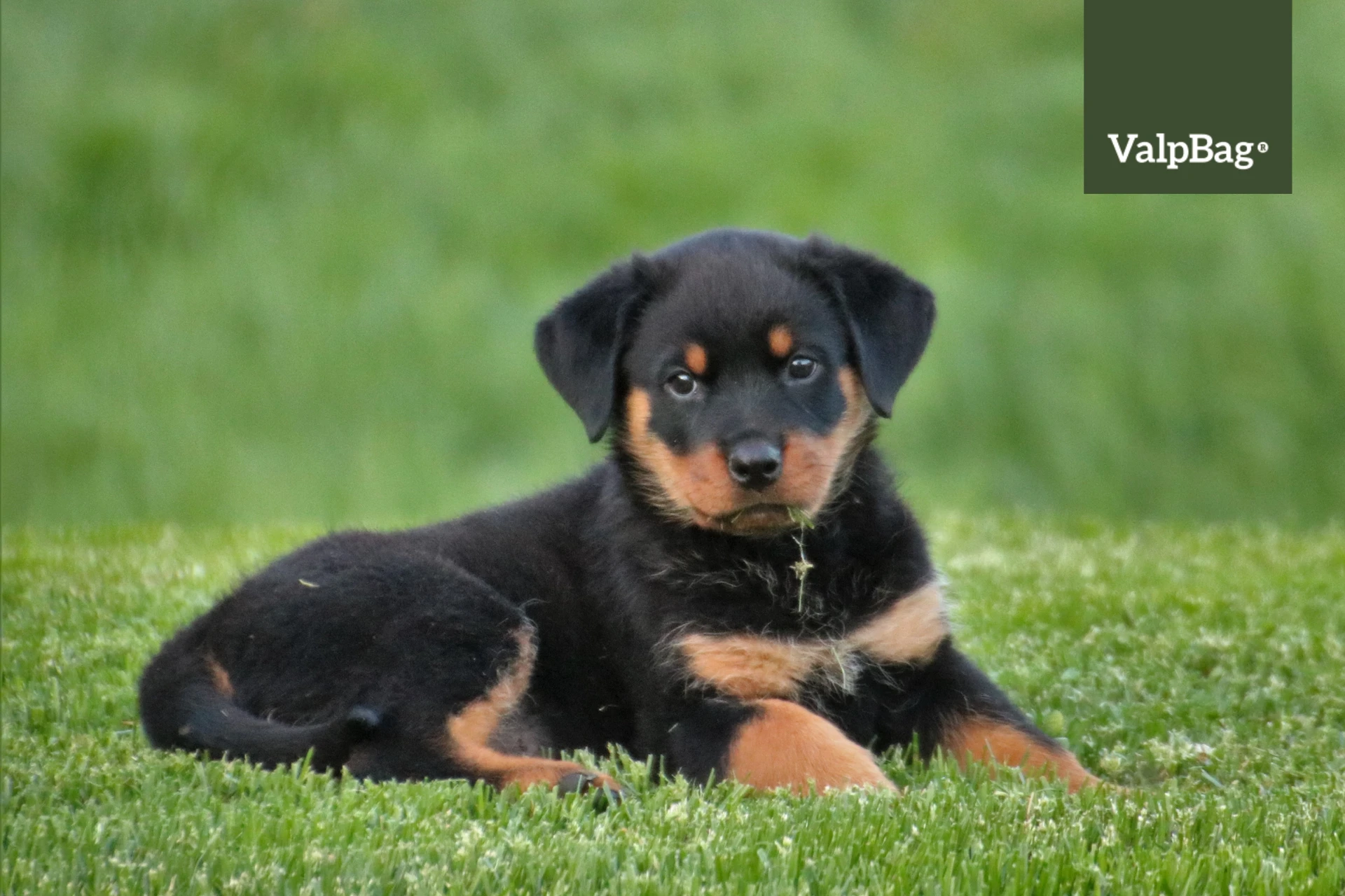 Text and image section image